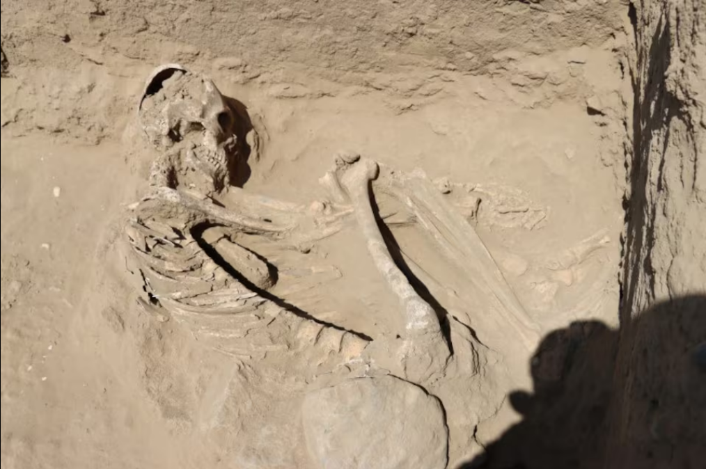 Human remains are pictured after they were discovered by archaeologists at burial sites from around 3,800 years ago, in La Libertad, Peru August 9, 2024. Photo: Reuters