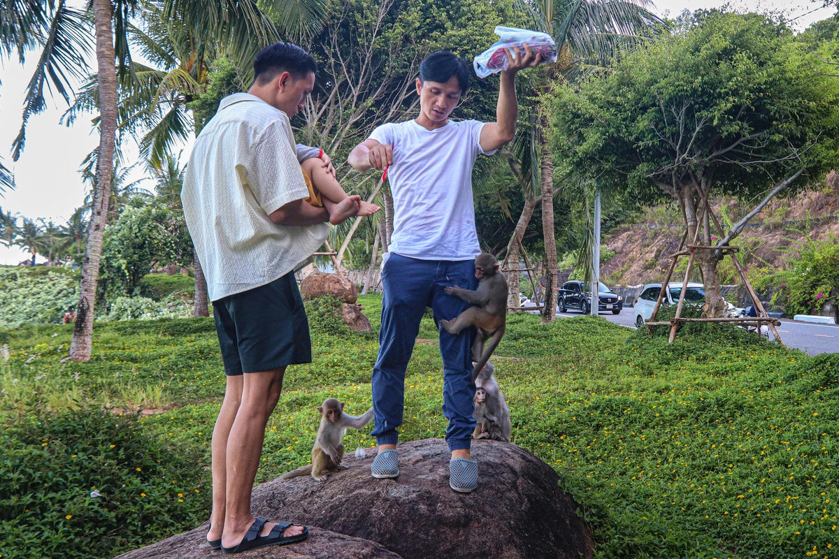 Wild monkeys harass tourists on Vietnam’s Son Tra Peninsula