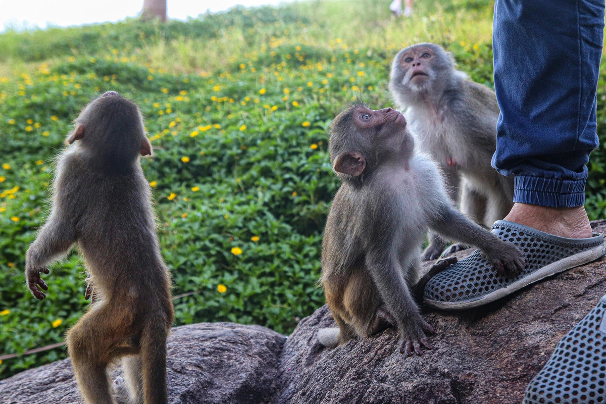 Wild monkeys boldly cling to the foot of a tourist while waiting to be fed in Son Tra peninsula in central Vietnam’s Da Nang City.  Photo: Thanh Nguyen / Tuoi Tre