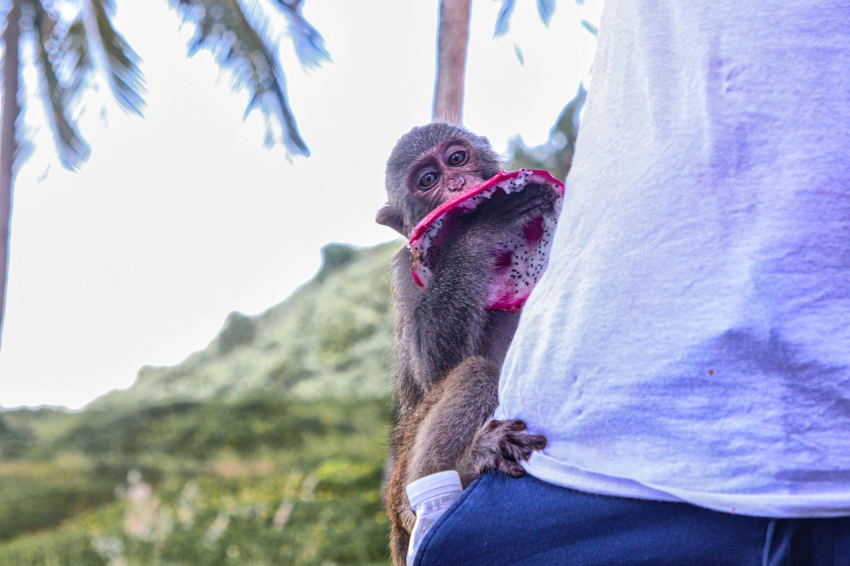 A wild monkey eats a dragon fruit while clinging onto a traveler on Son Tra peninsula in central Vietnam’s Da Nang City. Photo: Thanh Nguyen / Tuoi Tre