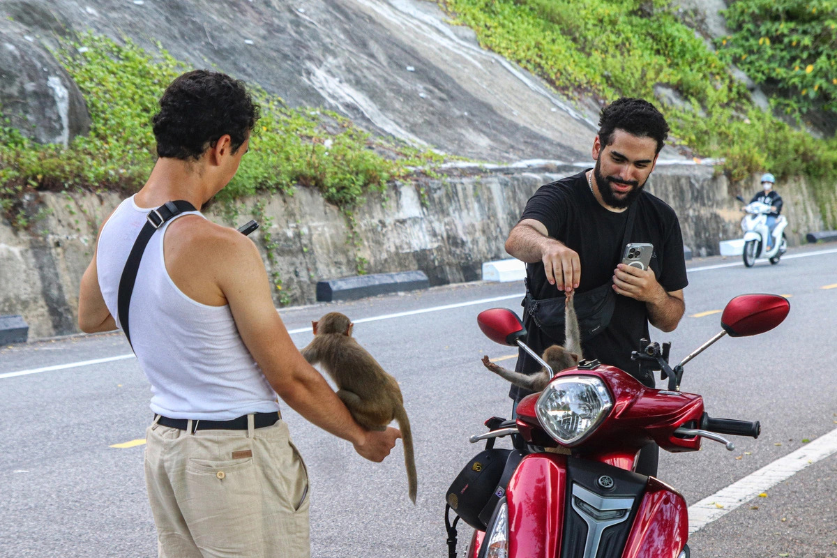 Two foreign men use their cellphones to film or capture the two wild monkeys, one of them sitting on the lower arm of one man and the other jumping on their motorbike on Son Tra peninsula in central Vietnam’s Da Nang City. Photo: Thanh Nguyen / Tuoi Tre