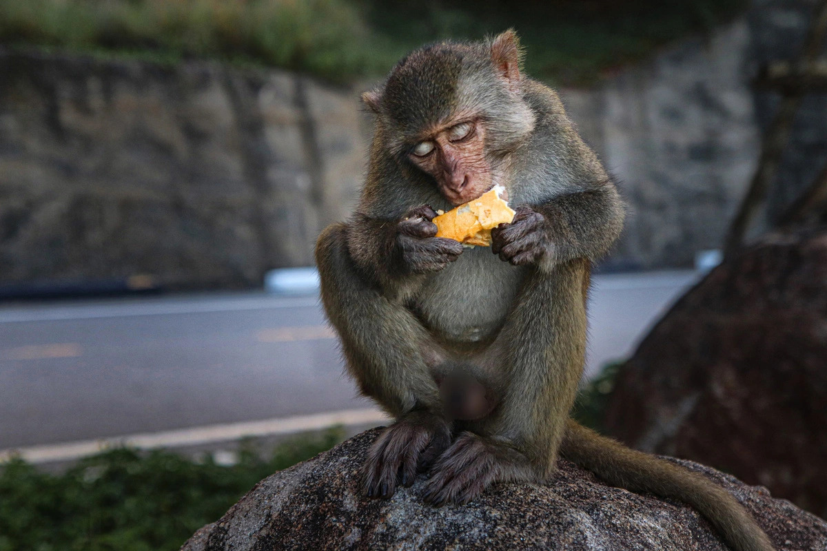 A wild monkey enjoys a piece of bread on Son Tra peninsula in central Vietnam’s Da Nang City. Photo: Thanh Nguyen / Tuoi Tre