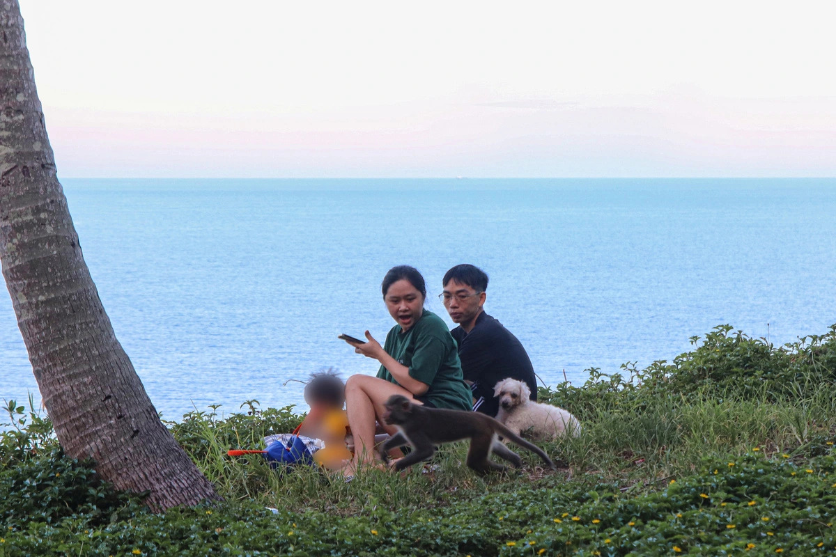 A wild monkey is seen attempting to snatch things from a couple in Son Tra peninsula in central Vietnam’s Da Nang City. Photo: Thanh Nguyen / Tuoi Tre