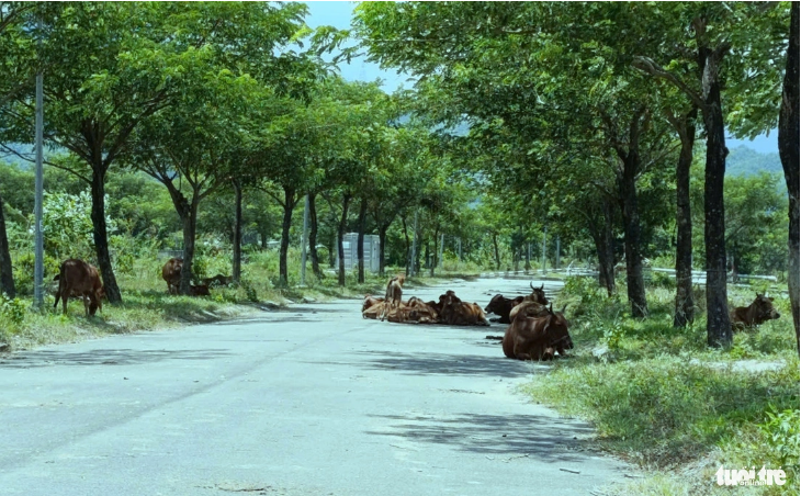 A road inside the park has become a popular spot for locals to raise cows. Photo: Doan Cuong / Tuoi Tre