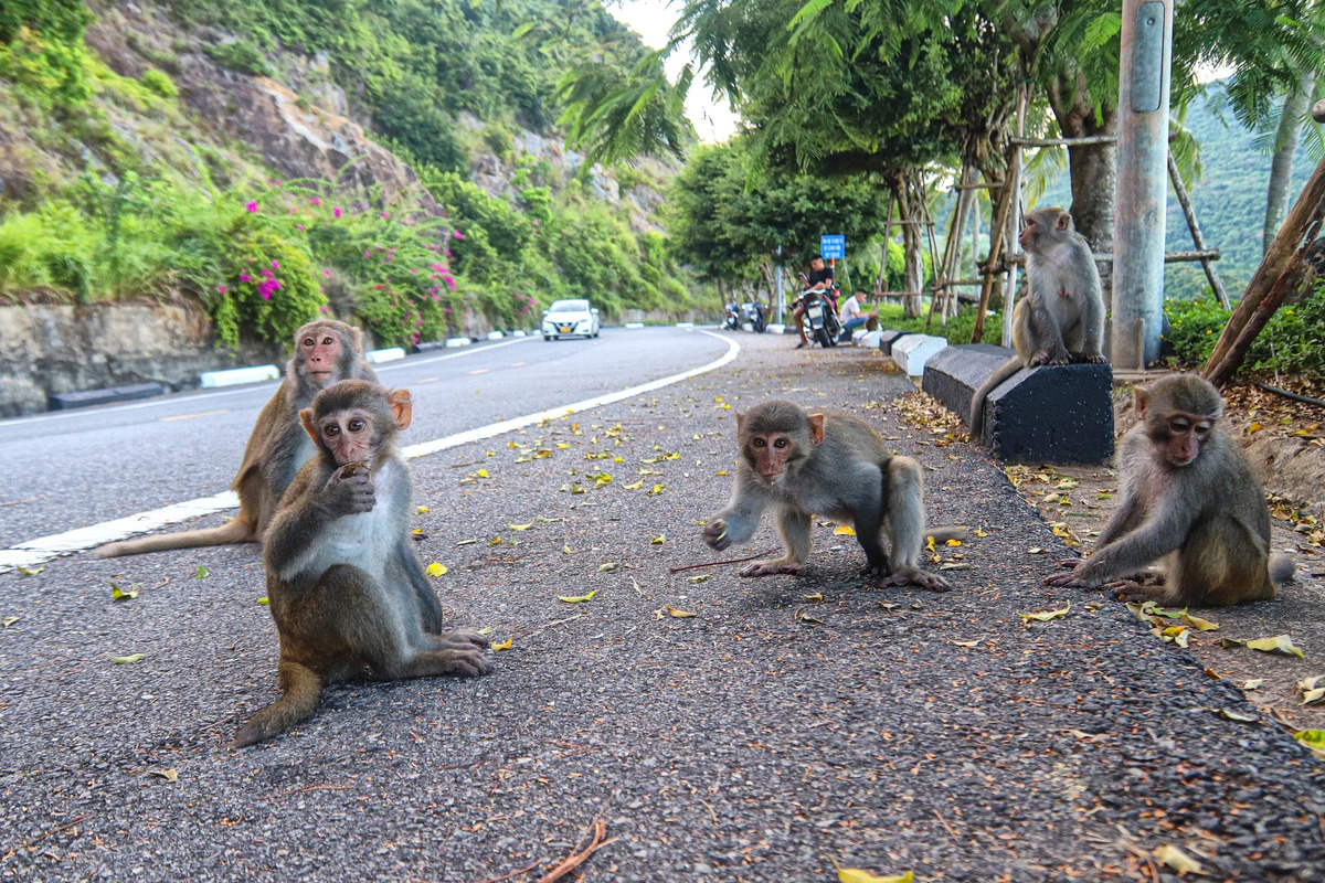 Wild monkeys on a street in Son Tra peninsula in central Vietnam’s Da Nang City, endangering commuters. Photo: Thanh Nguyen / Tuoi Tre