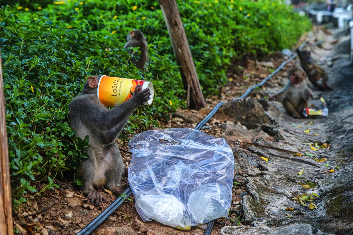 Wild monkeys rummage for food in the trash left by tourists on Son Tra peninsula in central Vietnam’s Da Nang City. Photo: Thanh Nguyen / Tuoi Tre