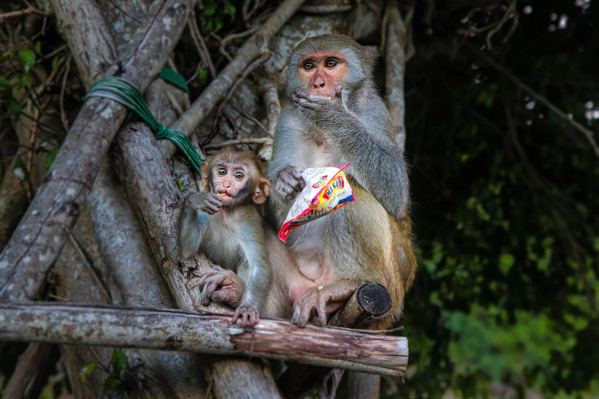 Two wild monkeys eat snacks given by or stolen from visitors in Son Tra peninsula in central Vietnam’s Da Nang City. Photo: Thanh Nguyen / Tuoi Tre