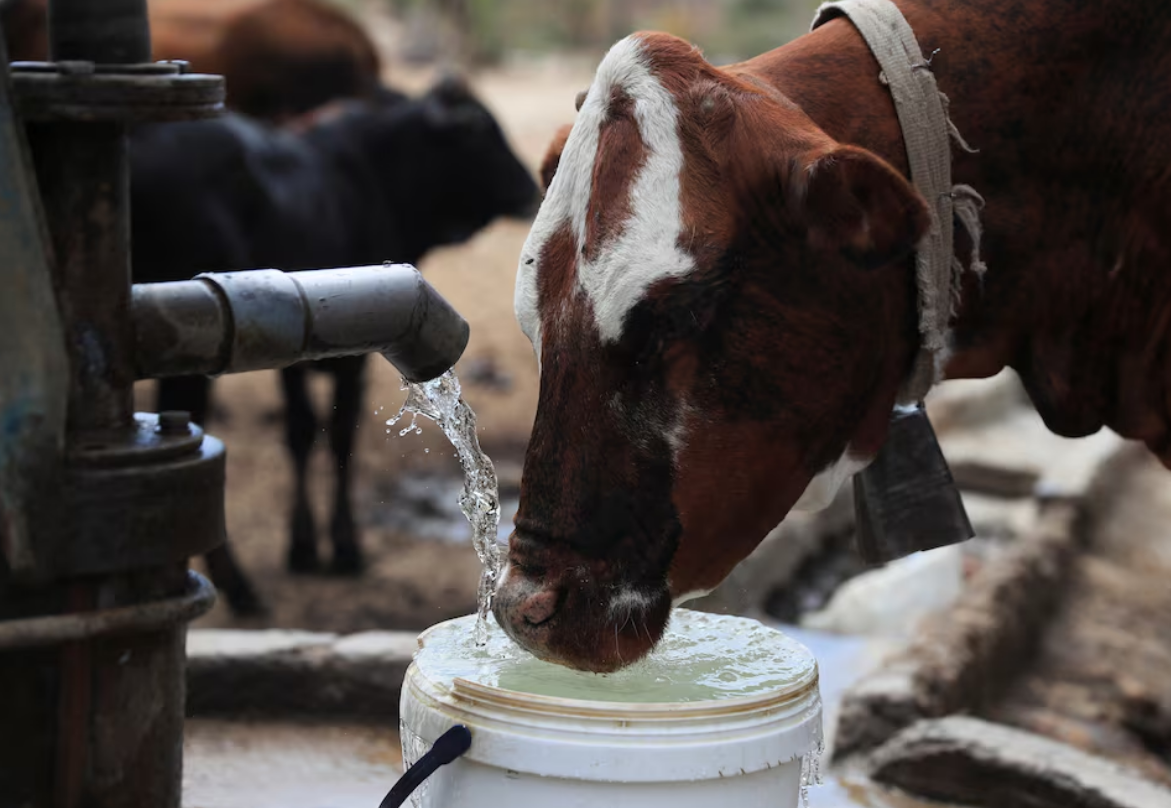 Villagers help their livestock with drinking water from a borehole, as Zimbabwe is experiencing an El Nino-induced drought, resulting in malnutrition among children under the age of five, pregnant and lactating women, and adolescents, in Mudzi, Zimbabwe July 2, 2024. Photo: Reuters