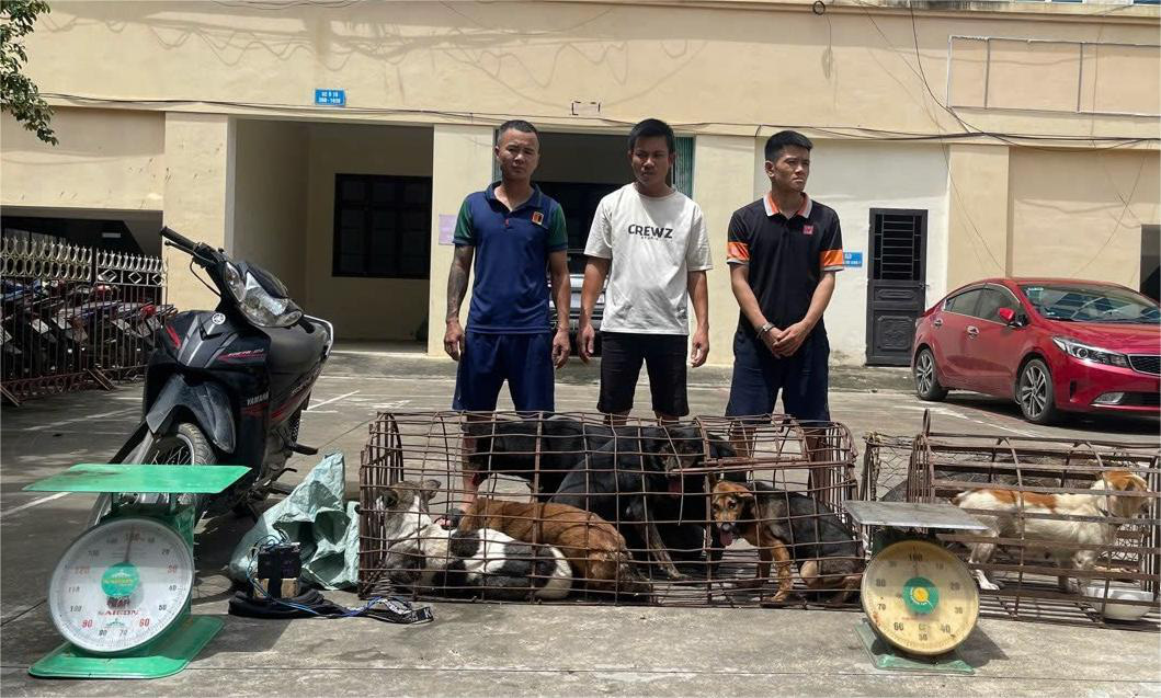 Gang steals nearly 100 dogs in Vietnam’s Thanh Hoa