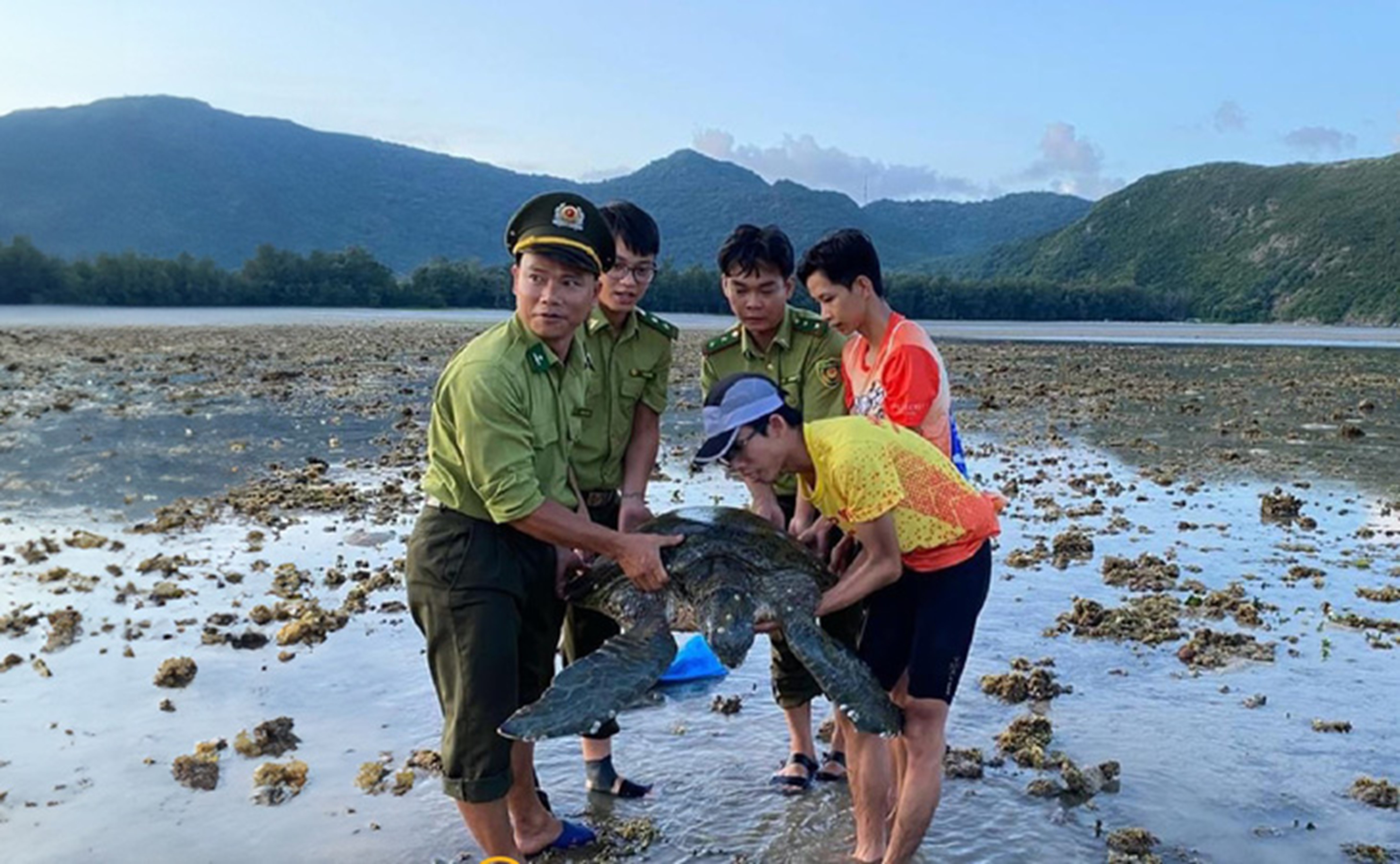 In Vietnam, stranded sea turtle returned to sea