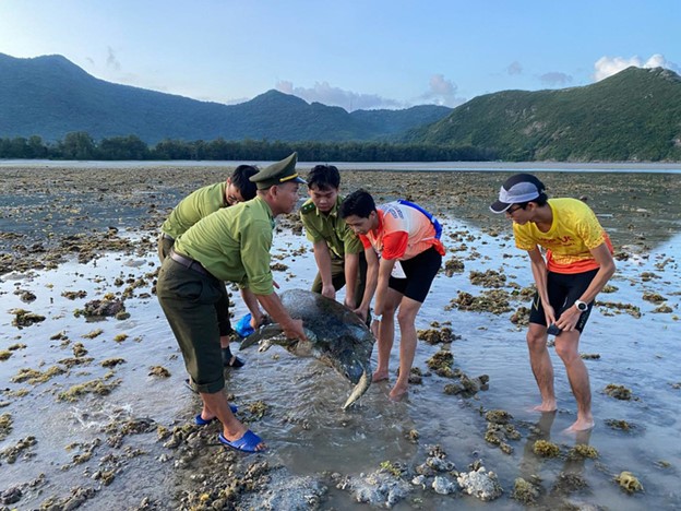 The turtle is a male green sea turtle weighing over 65 kilograms. Photo: Con Dao National Park