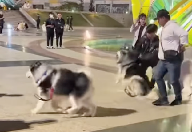 A screenshot shows two men hitting a dog at Lam Vien Square in Da Lat City, Lam Dong Province.