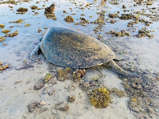 The green sea turtle is stranded on the beach in Con Dao Island District, off the coast of Ba Ria-Vung Tau Province. Photo: Con Dao National Park