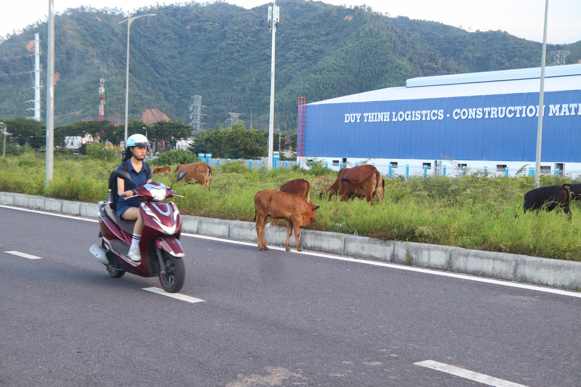 A motorcyclist rides past free-roaming cows in Hoa Khanh Industrial Park, Lien Chieu District, Da Nang City, central Vietnam. Photo: Thanh Nguyen / Tuoi Tre