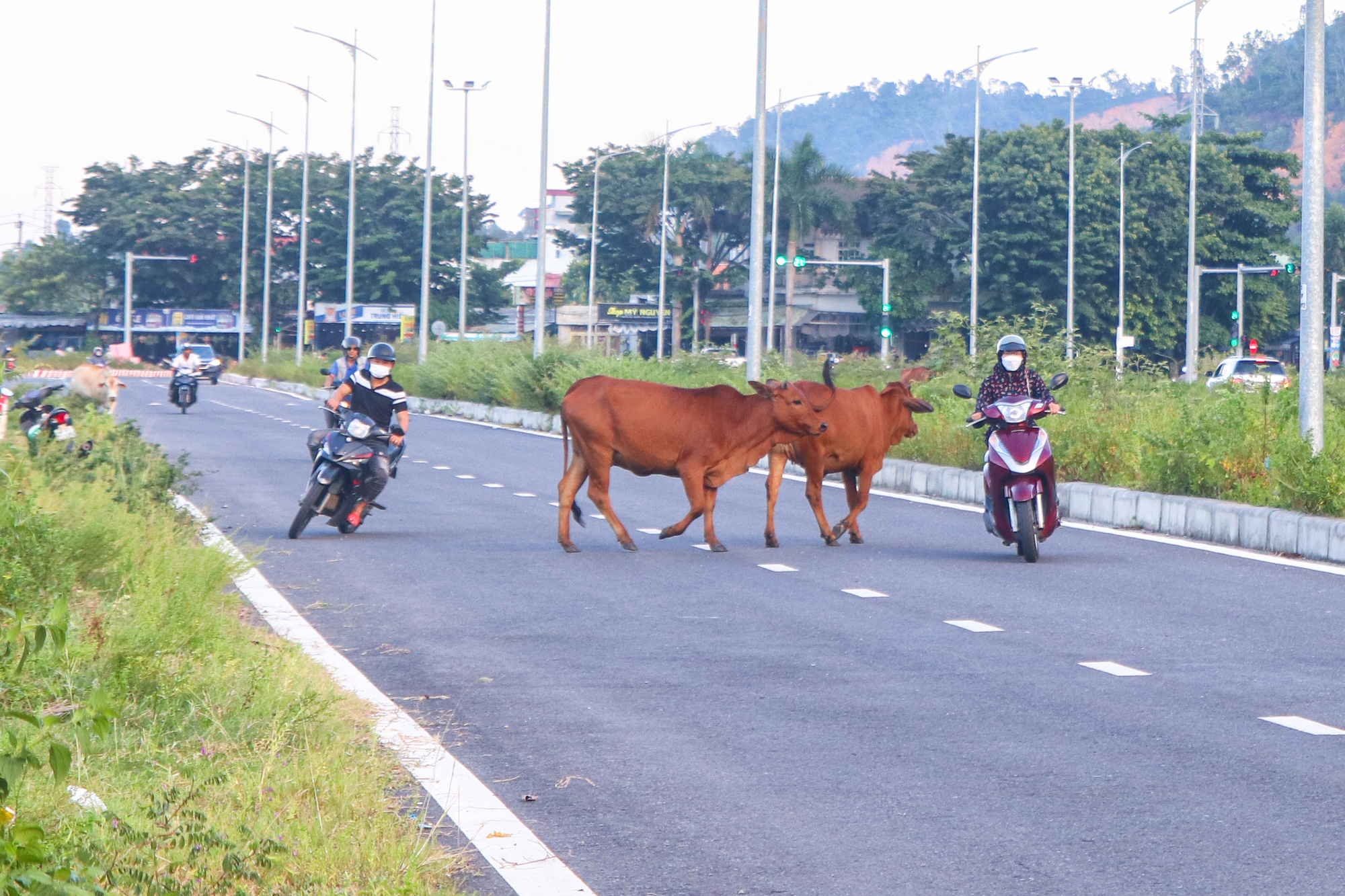 Free-roaming cows in Da Nang’s industrial park cause traffic hazards