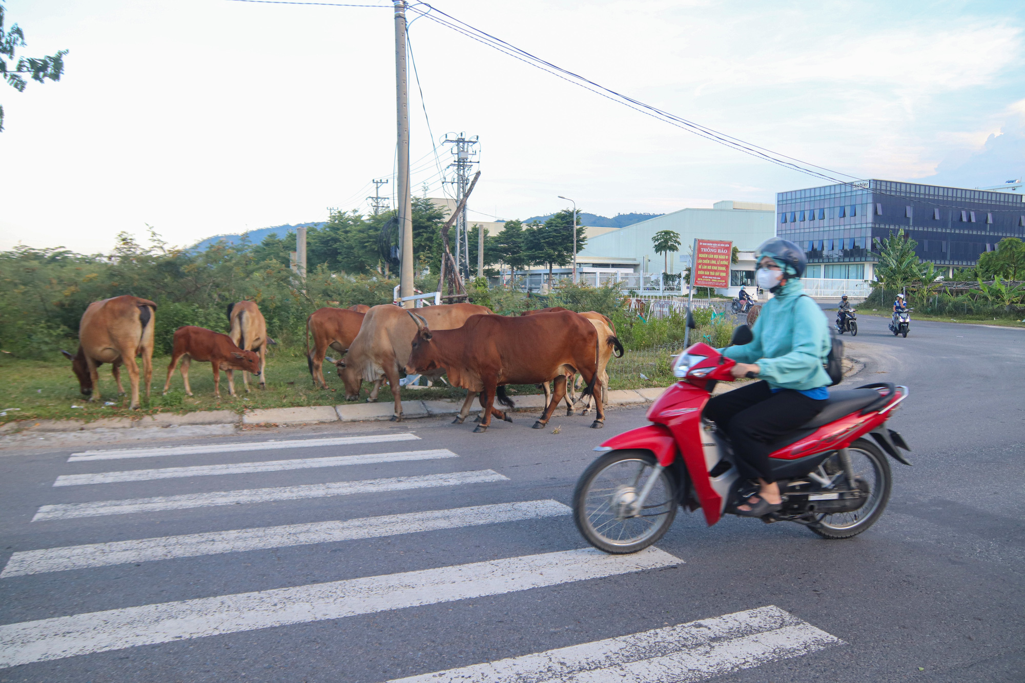 A motorcyclist rides past free-roaming cows in Hoa Khanh Industrial Park, Lien Chieu District, Da Nang City, central Vietnam. Photo: Thanh Nguyen / Tuoi Tre