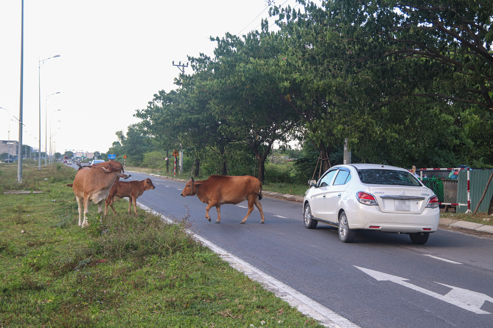 Free-roaming cows cross the extended Nguyen Tat Thanh Street in Hoa Lien Commune, Hoa Vang District, Da Nang City, central Vietnam. Photo: Thanh Nguyen / Tuoi Tre