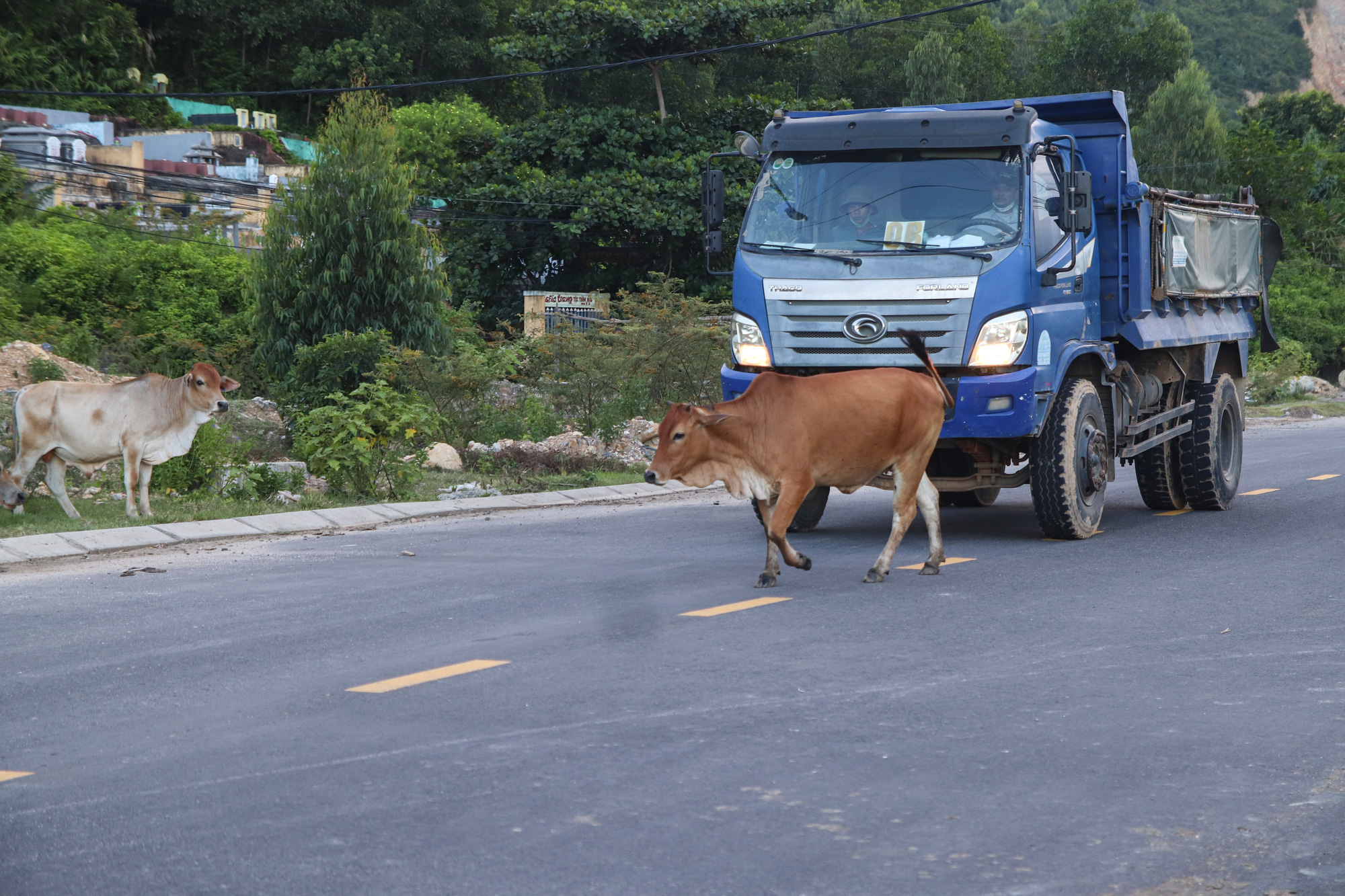 A free-roaming cow crosses a road in Hoa Khanh Industrial Park, Lien Chieu District, Da Nang City, central Vietnam. Photo: Thanh Nguyen / Tuoi Tre