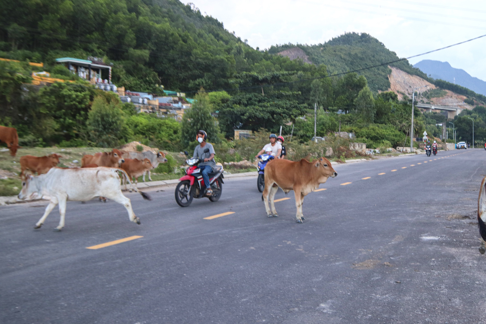 Free-roaming cows cross a road in Hoa Lien Commune, Hoa Vang District, Da Nang City, central Vietnam. Photo: Thanh Nguyen / Tuoi Tre