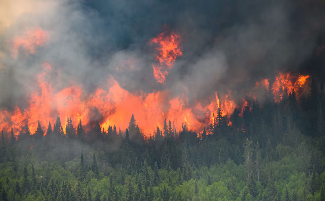 Canada wildfires last year released more carbon than several countries