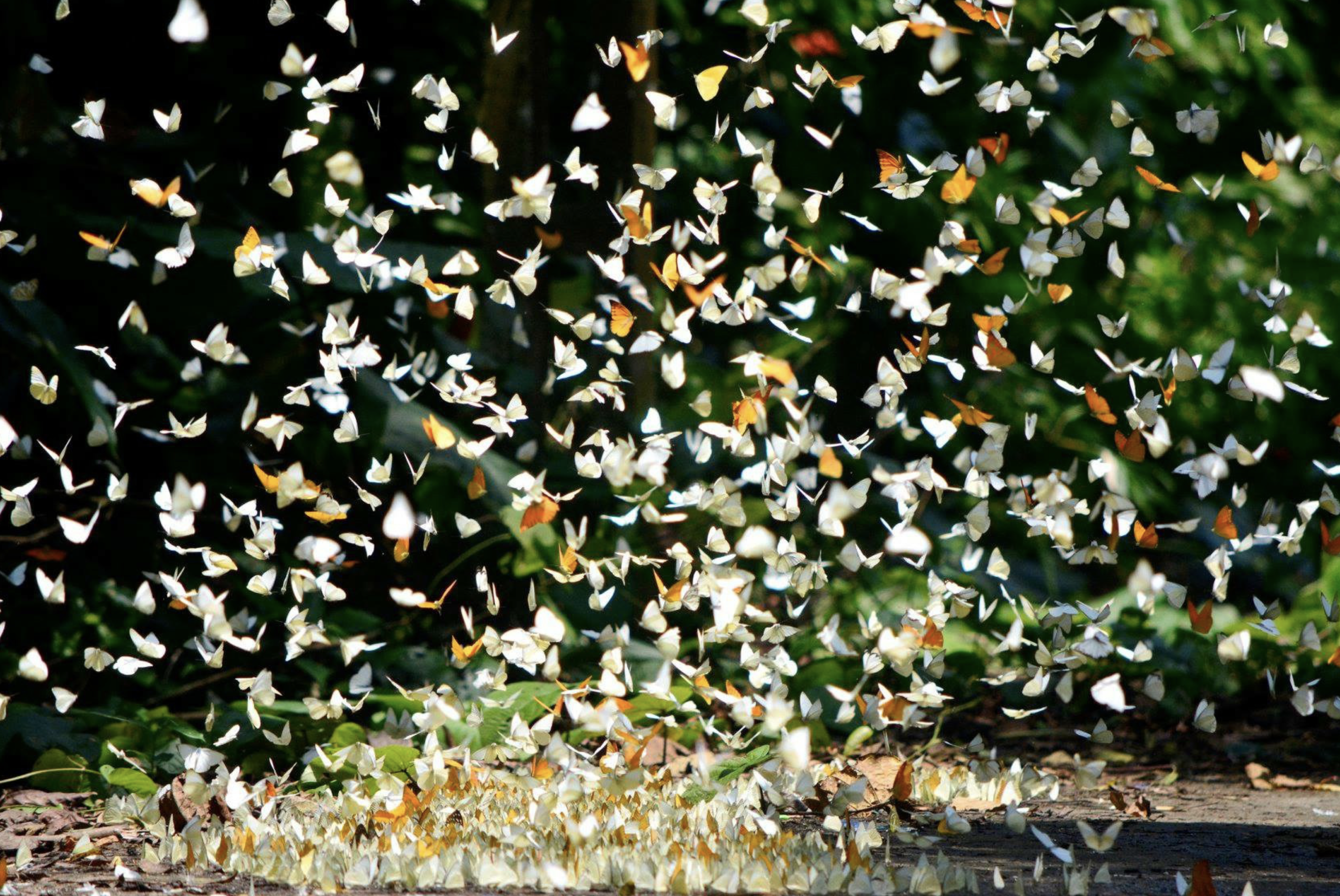 The butterfly season at Cuc Phuong National Park. Photo: Cuc Phuong National Park