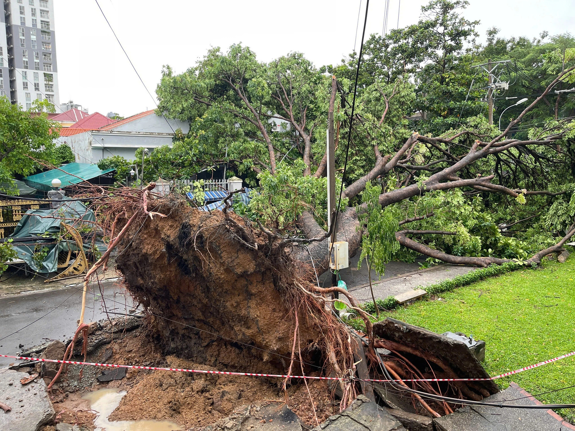 An uprooted tree in Binh Thanh District, Ho Chi Minh City, September 4, 2024. Photo: Le Phan / Tuoi Tre