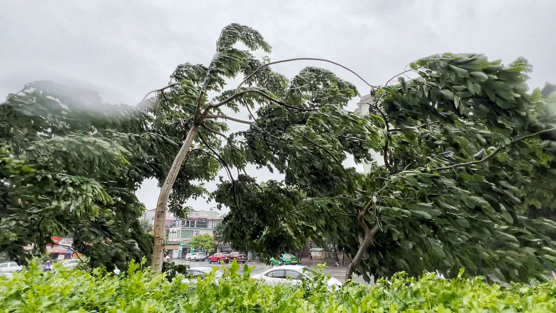 Strong winds sway trees in Hanoi, September 7, 2024. Photo: Pham Tuan / Tuoi Tre