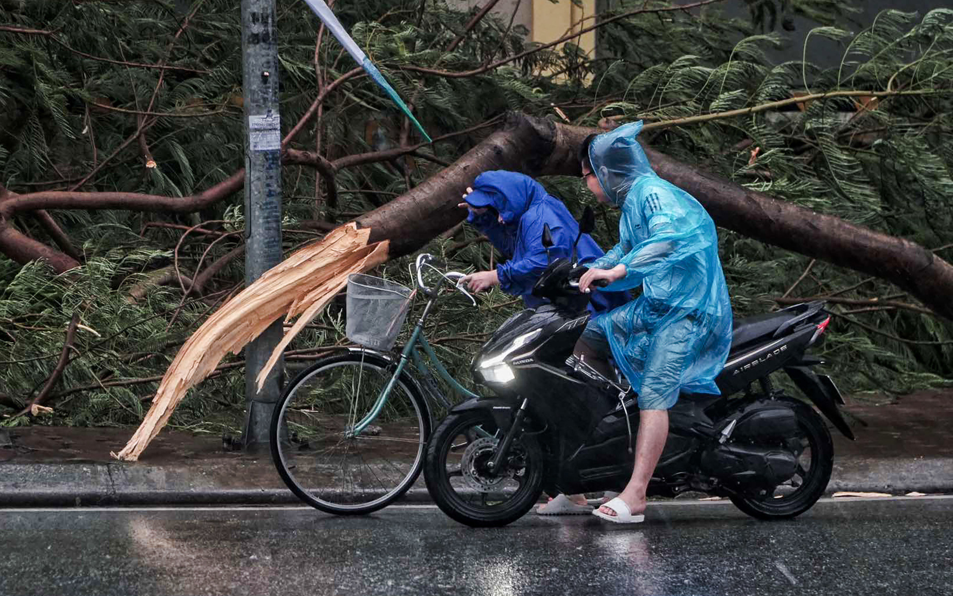 Trees fall in Hanoi as super typhoon Yagi makes landfall in northern Vietnam, September 7, 2024. Photo: Pham Tuan / Tuoi Tre