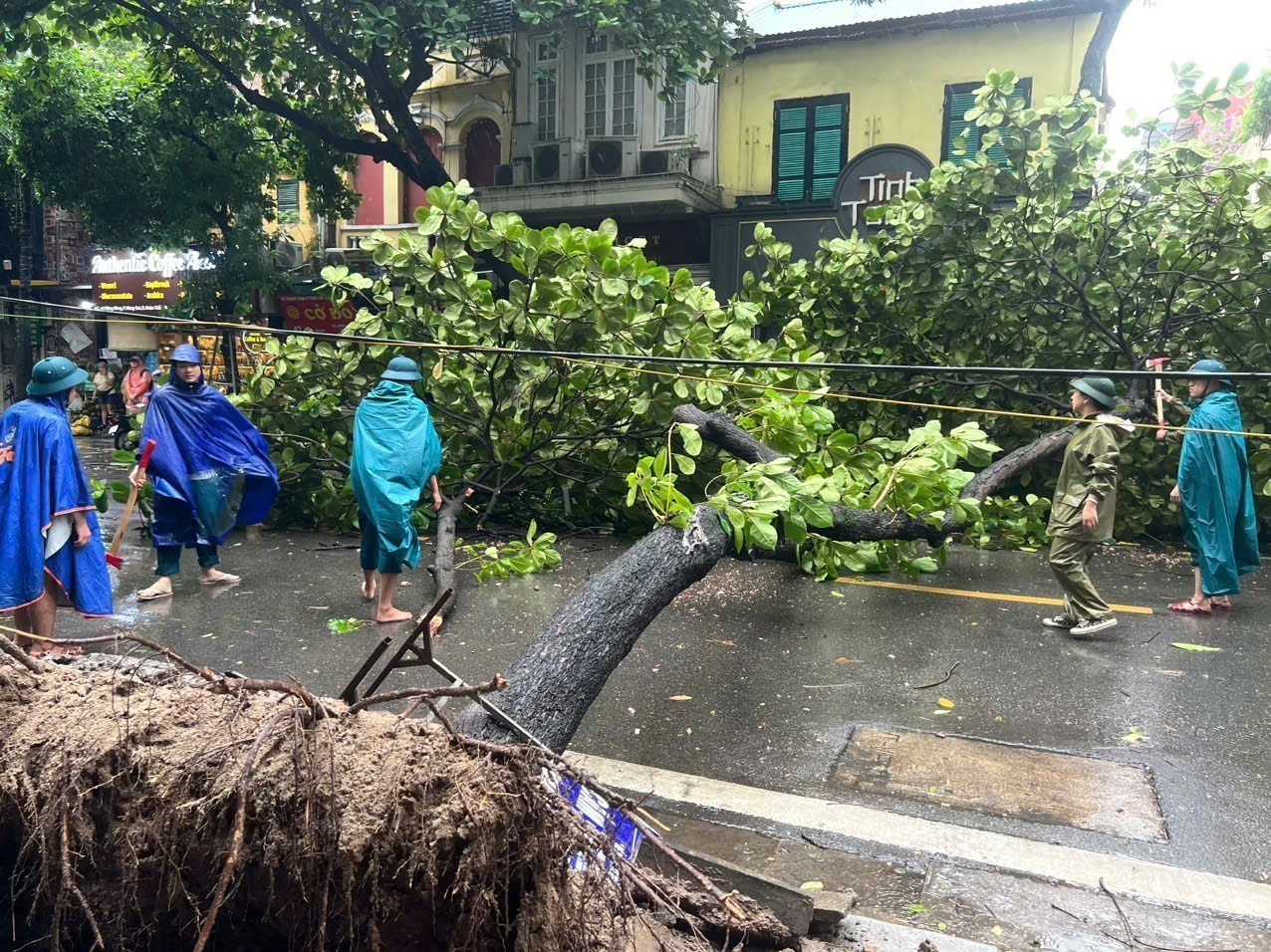 A tree is uprooted on Hang Bong Street in Hoan Kiem District, Hanoi as super typhoon Yagi makes landfall in northern Vietnam, September 7, 2024. Photo: Vietnam News Agency