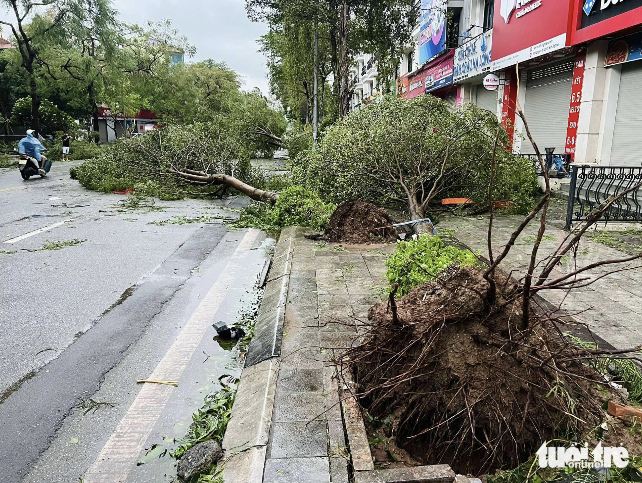 Trees were uprooted on Xuan La Street in Tay Ho District, Hanoi. Photo: Pham Tuan / Tuoi Tre