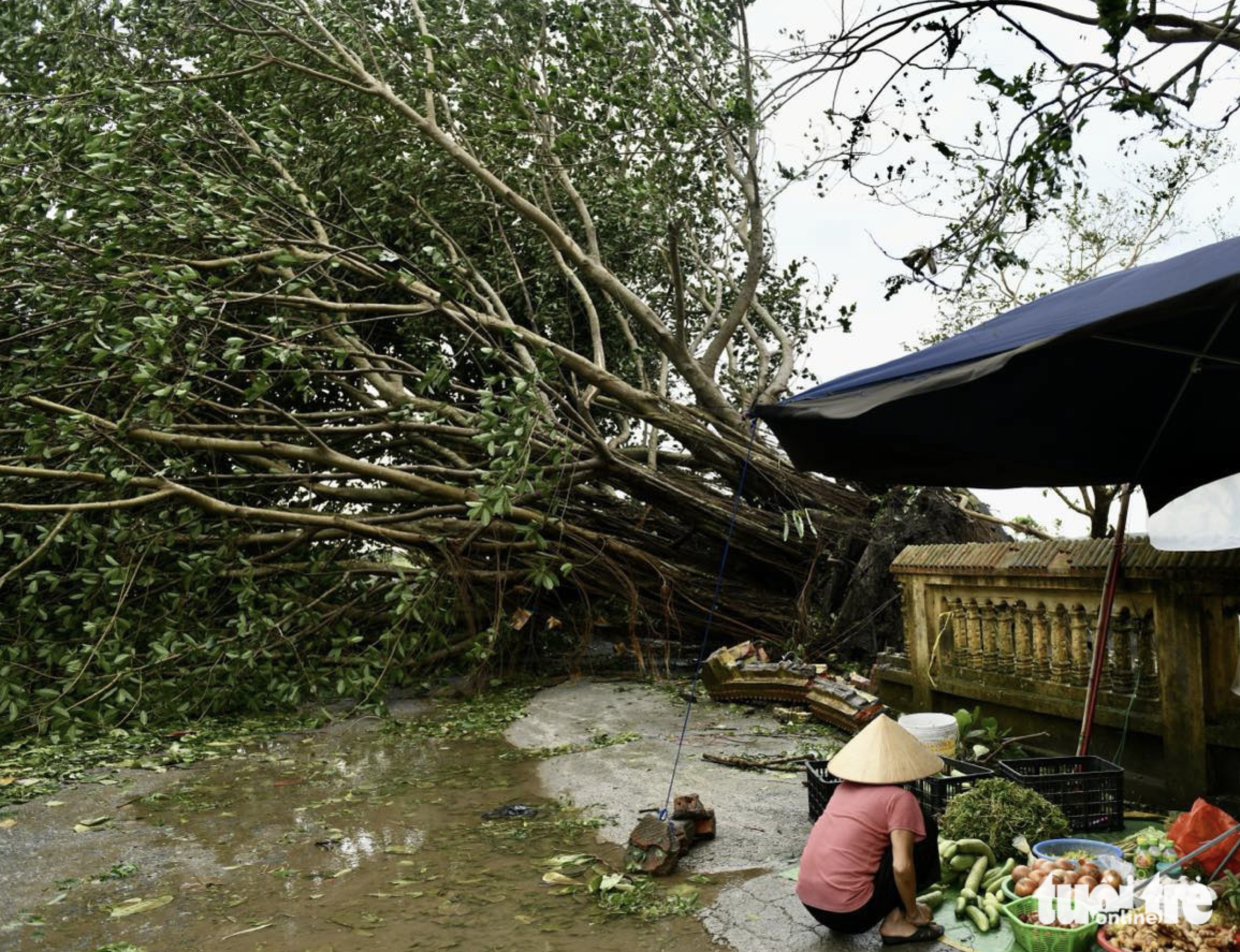 A centuries-old banyan tree was uprooted in Vinh Bao District, Hai Phong City. Photo: Nam Tran / Tuoi Tre