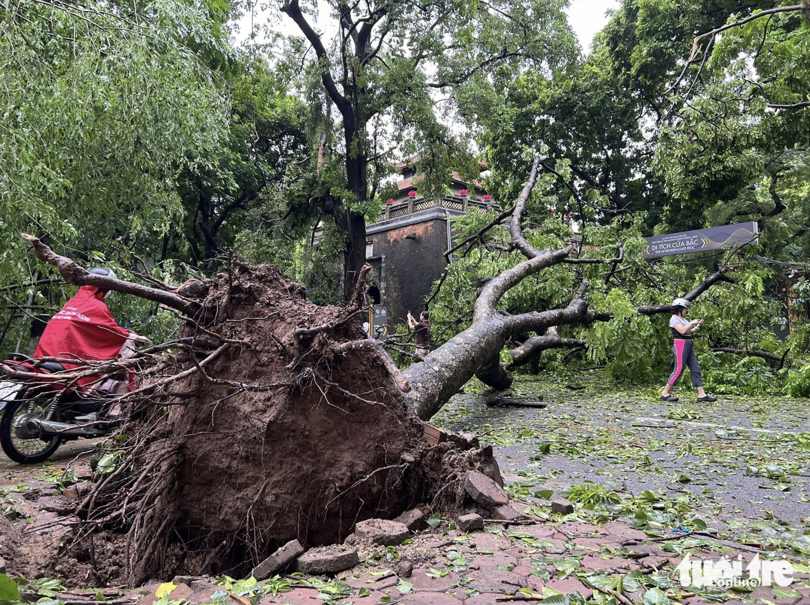 Yagi downs a big tree on Phan Dinh Phung Street in Hanoi. Photo: Pham Tuan / Tuoi Tre