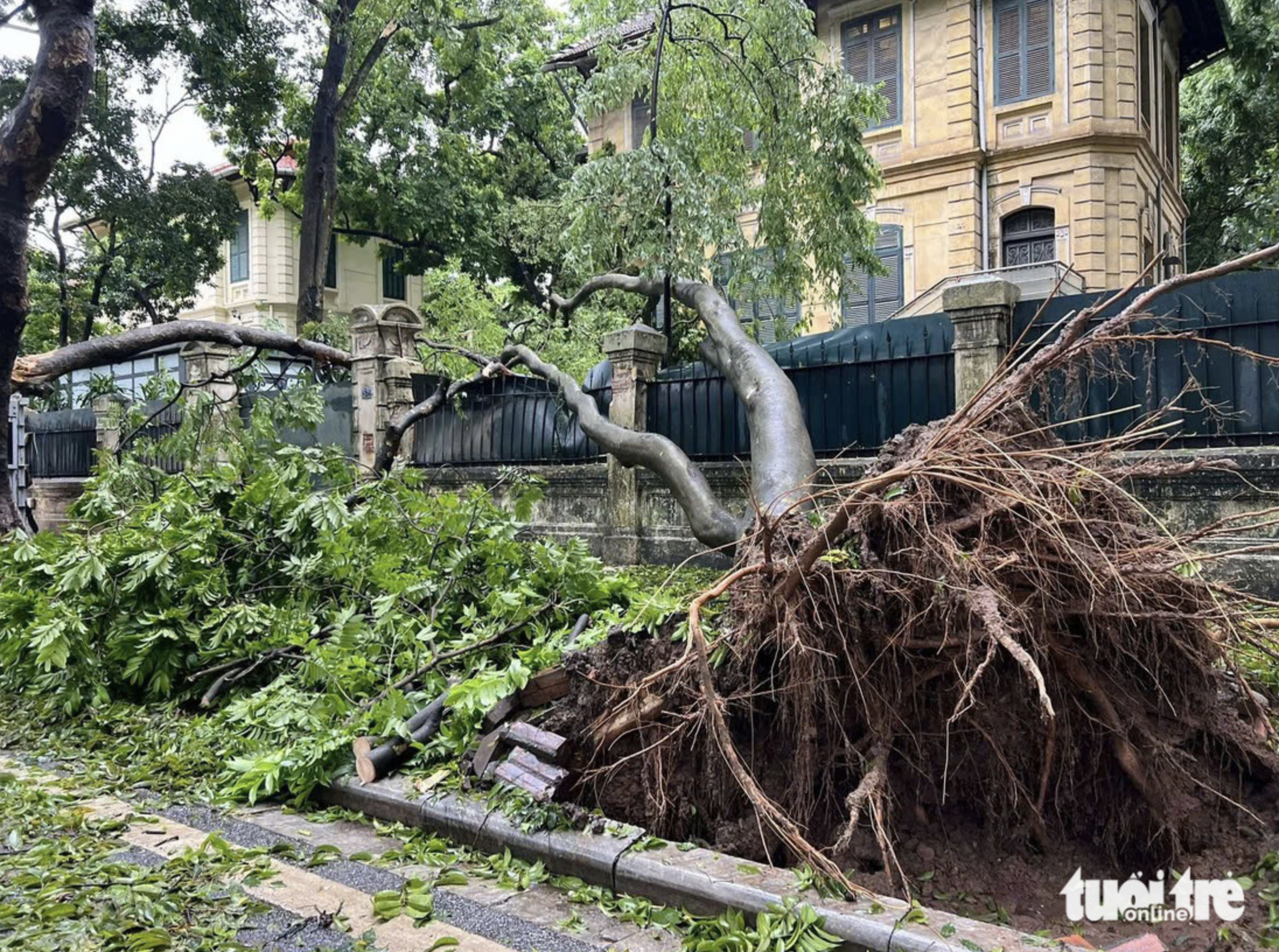 A tree was uprooted by Yagi in Hanoi. Photo: Pham Tuan / Tuoi Tre