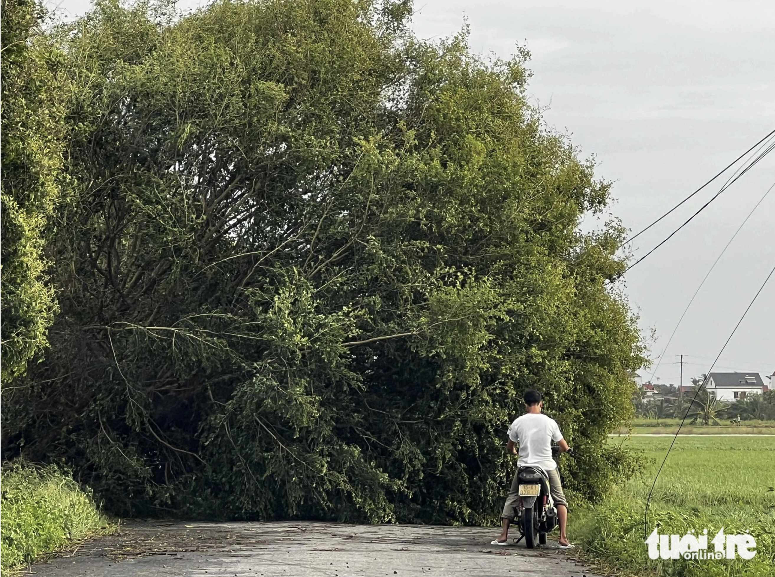 A fallen big tree blocks a road connecting Thai Binh Province with Vinh Bao District in Hai Phong City. Photo: Nam Tran / Tuoi Tre