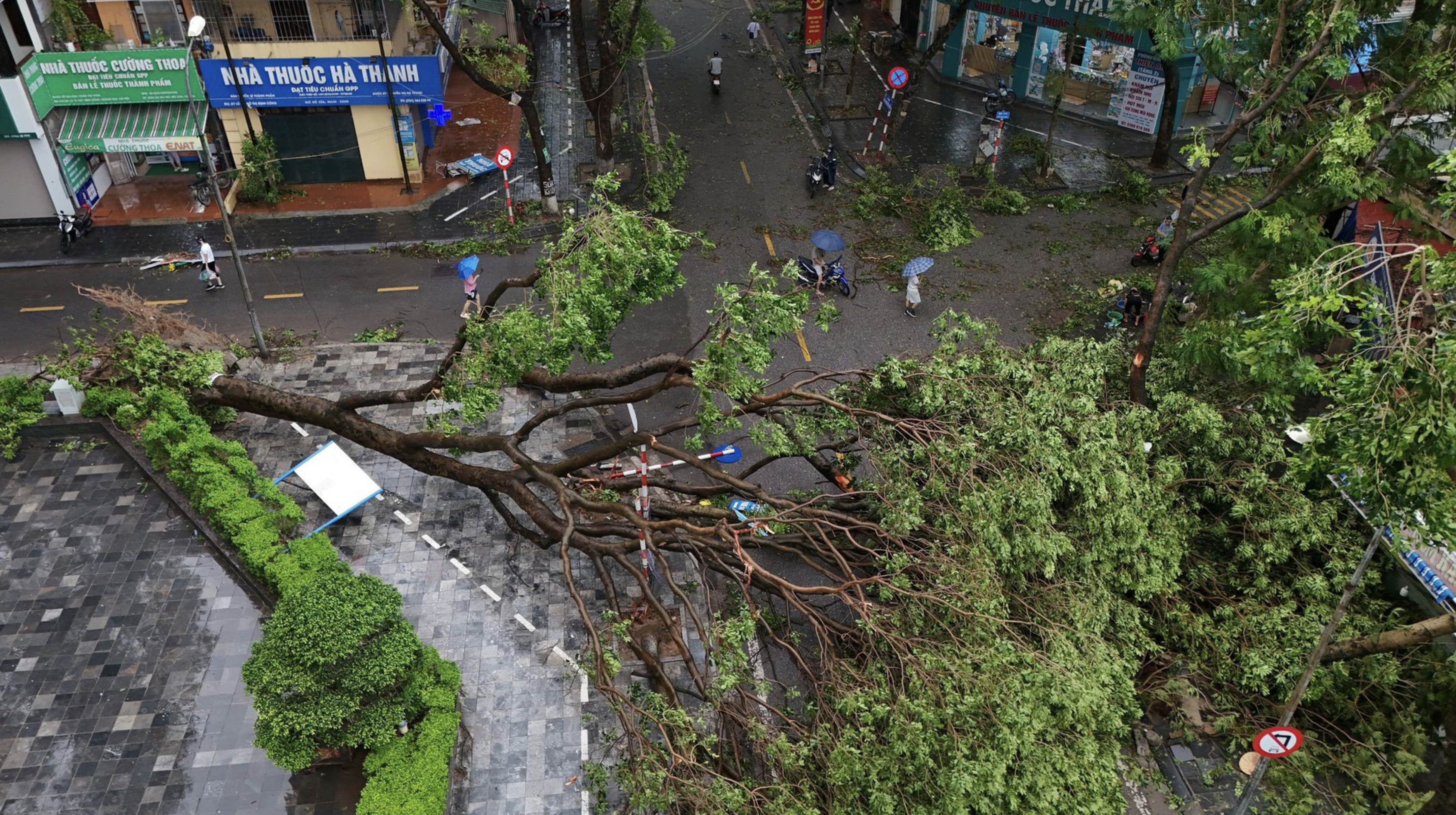 A tree was uprooted on Tran Nguyen Dan Street in Hoang Mai District, Hanoi. Photo: Danh Khang / Tuoi Tre