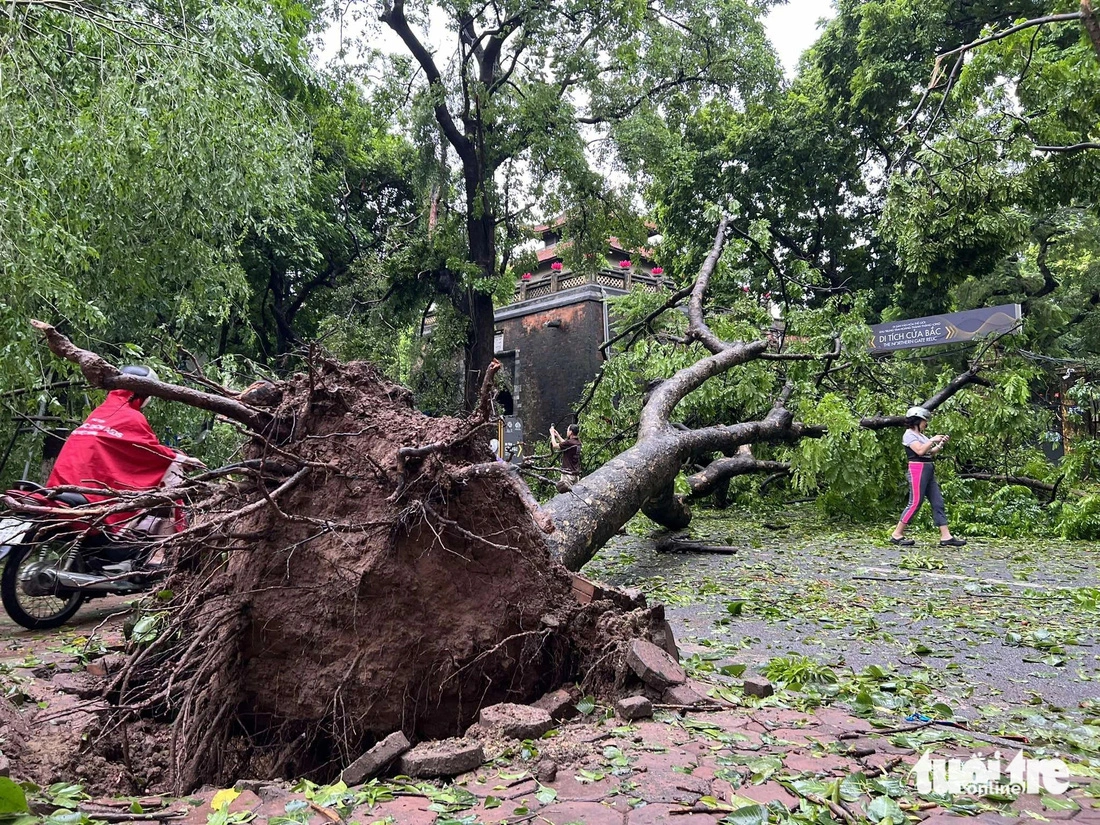 A large fallen tree blocks Phan Dinh Phung Street in Hanoi, which was struck by super typhoon Yagi on September 7, 2024. Photo: Pham Tuan / Tuoi Tre