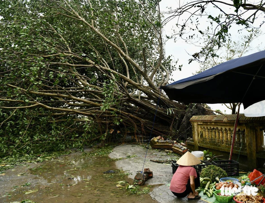 An ancient tree is uprooted by super typhoon Yagi in Hai Phong City, northern Vietnam, September 7, 2024. Photo: Nam Tran / Tuoi Tre