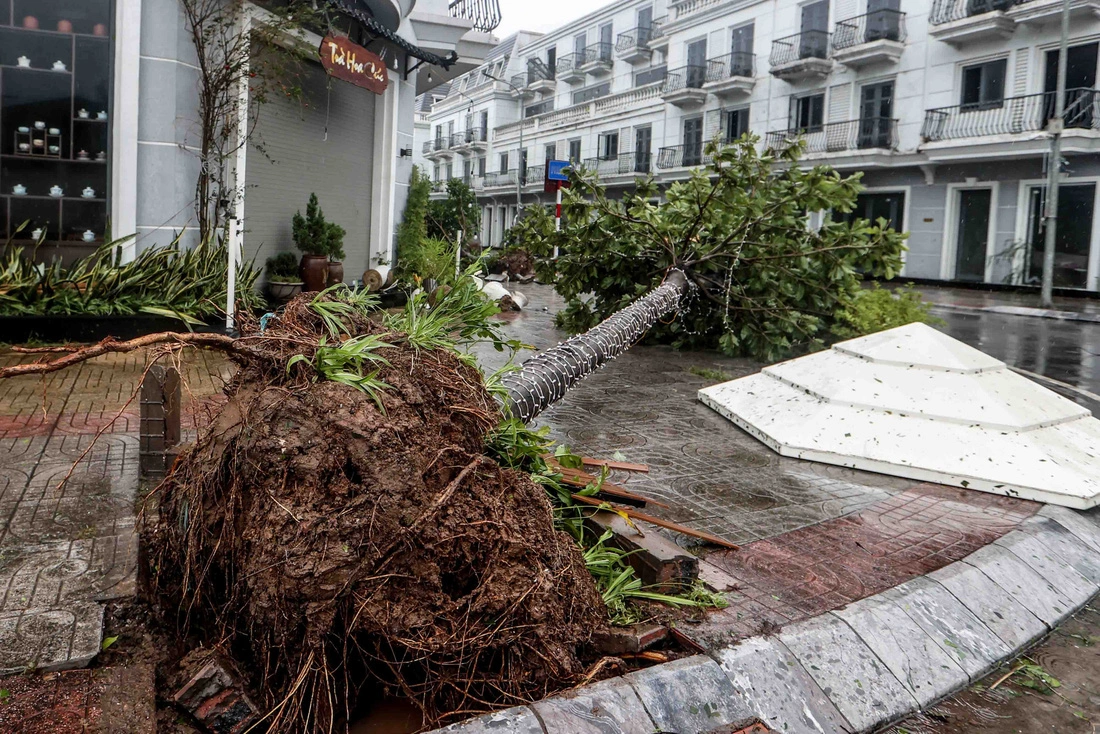 A tree is uprooted by powerful winds during the landfall of super typhoon Yagi in Quang Ninh Province, northern Vietnam, September 7, 2024. Photo: Nguyen Khanh / Tuoi Tre