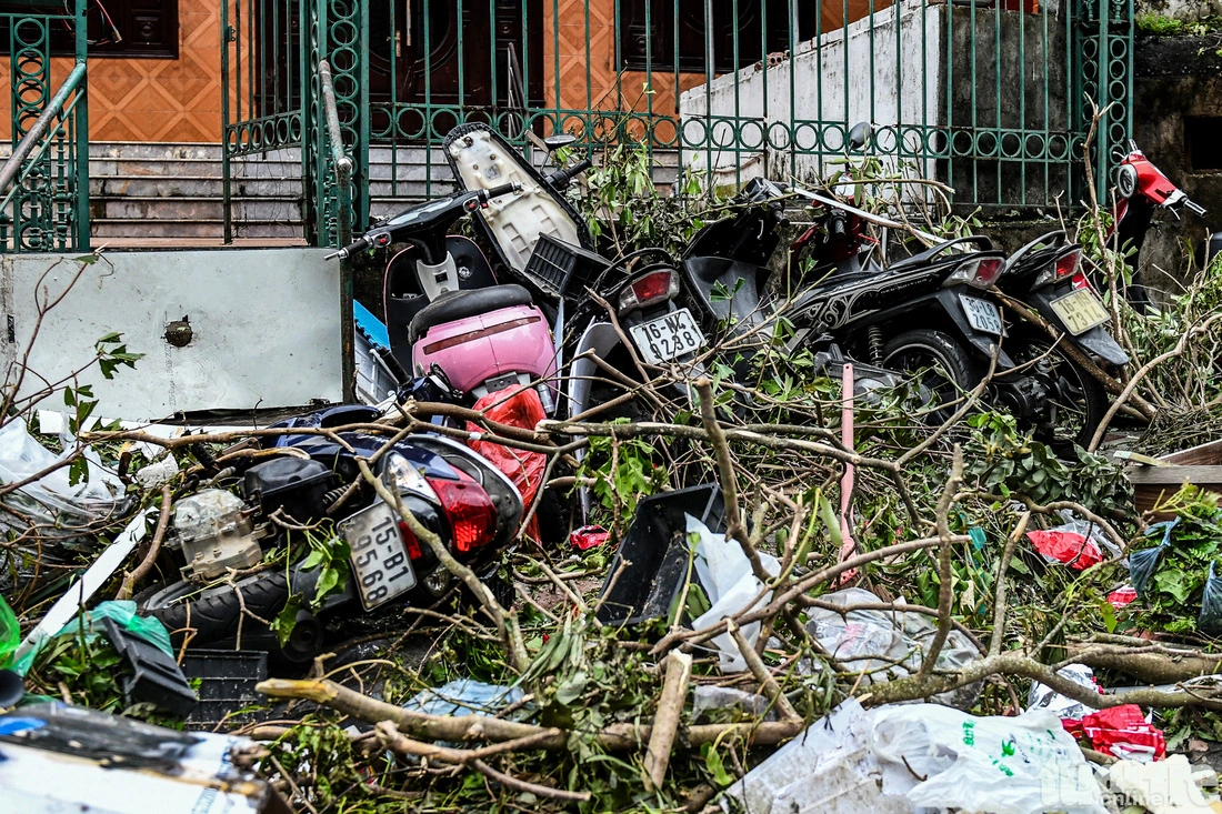 Hundreds of vehicles are broken as they are crushed by fallen trees in Cat Ba Town, Cat Hai District, Hai Phong City.