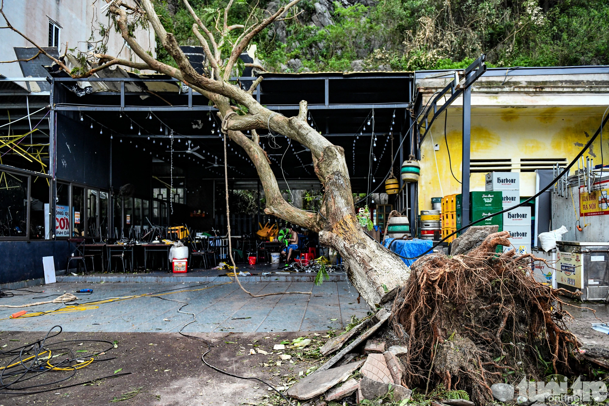 Trees are uprooted in abundance in Cat Ba Town, Cat Hai District, Hai Phong City.