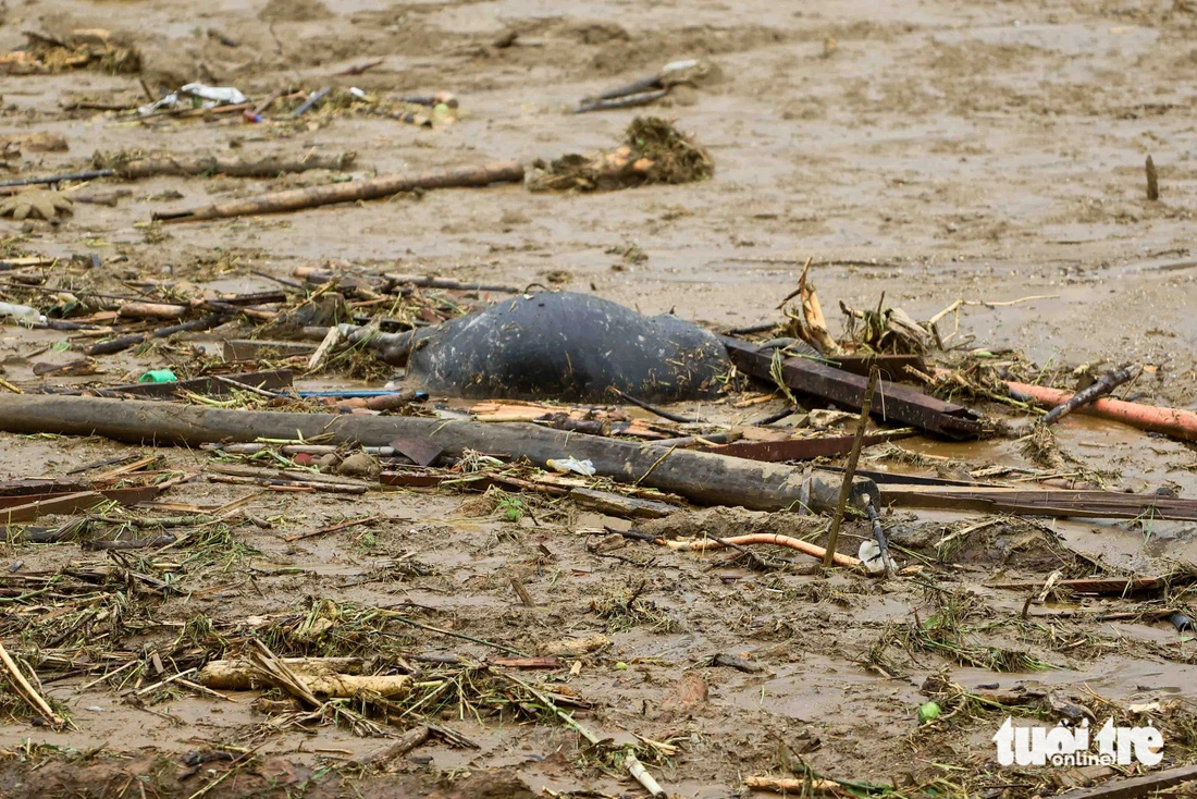 A buffalo carcass floats near the village. Photo: Nguyen Khanh / Tuoi Tre