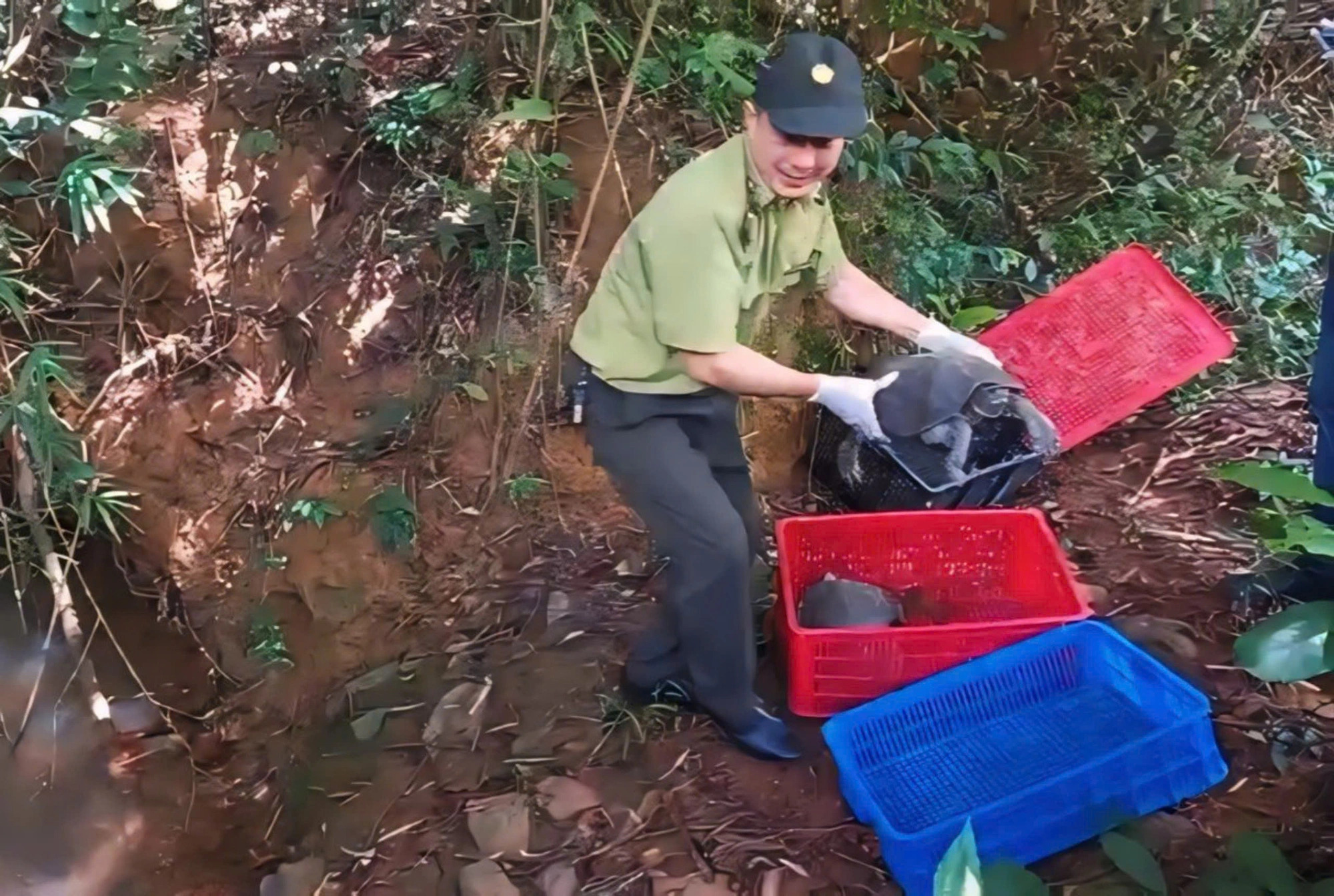 A screenshot from a video shows a forest ranger releasing turtles into their natural habitat at the Dong Nai Nature and Cultural Reserve in Dong Nai Province, southern Vietnam