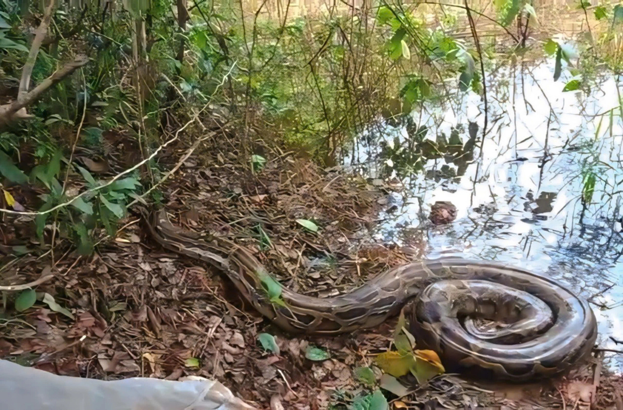 27 wild animals, including 50kg Burmese python, released to nature in southern Vietnam