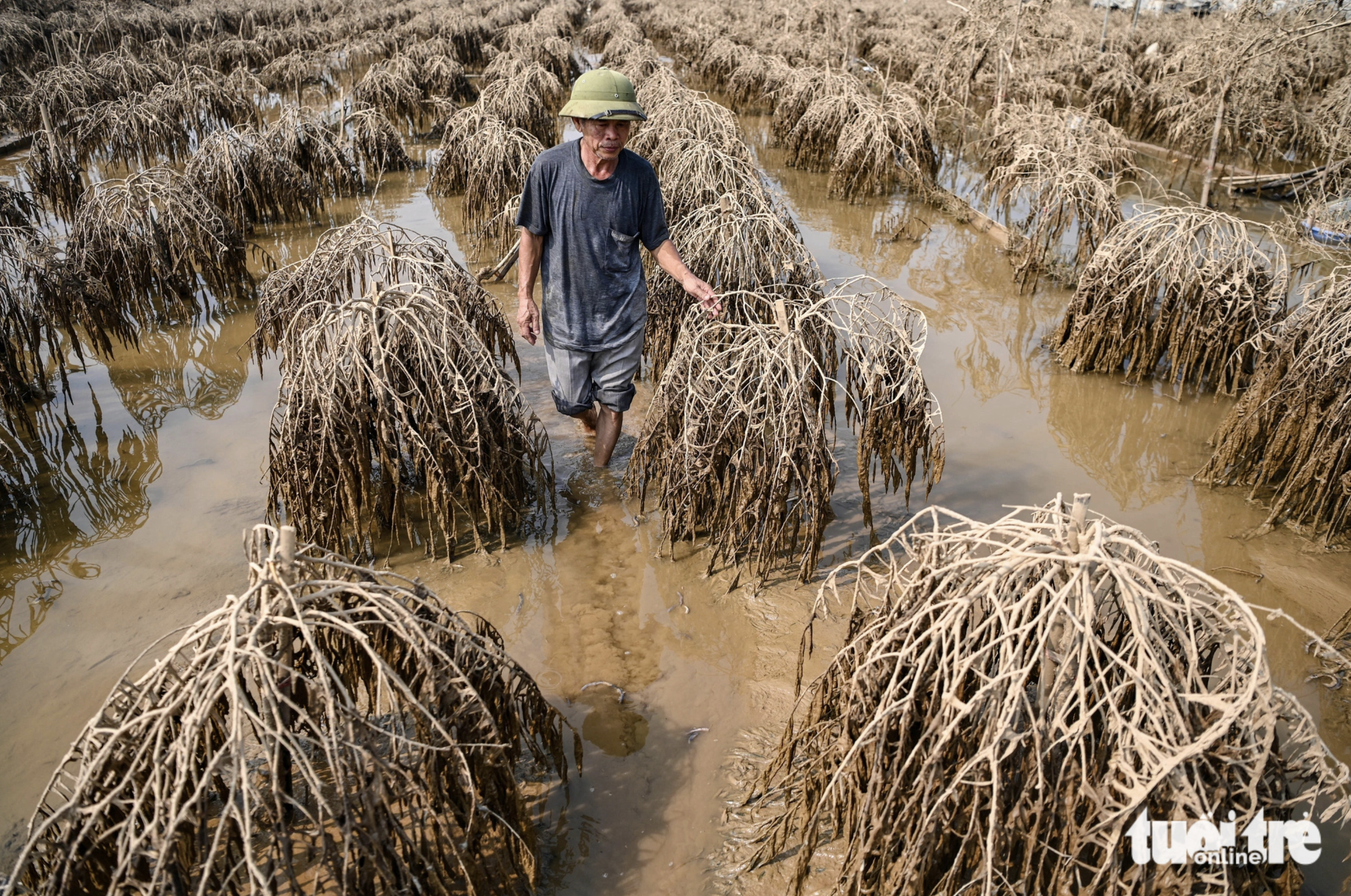 Massive floods kill tens of thousands of peach blossom trees in Hanoi