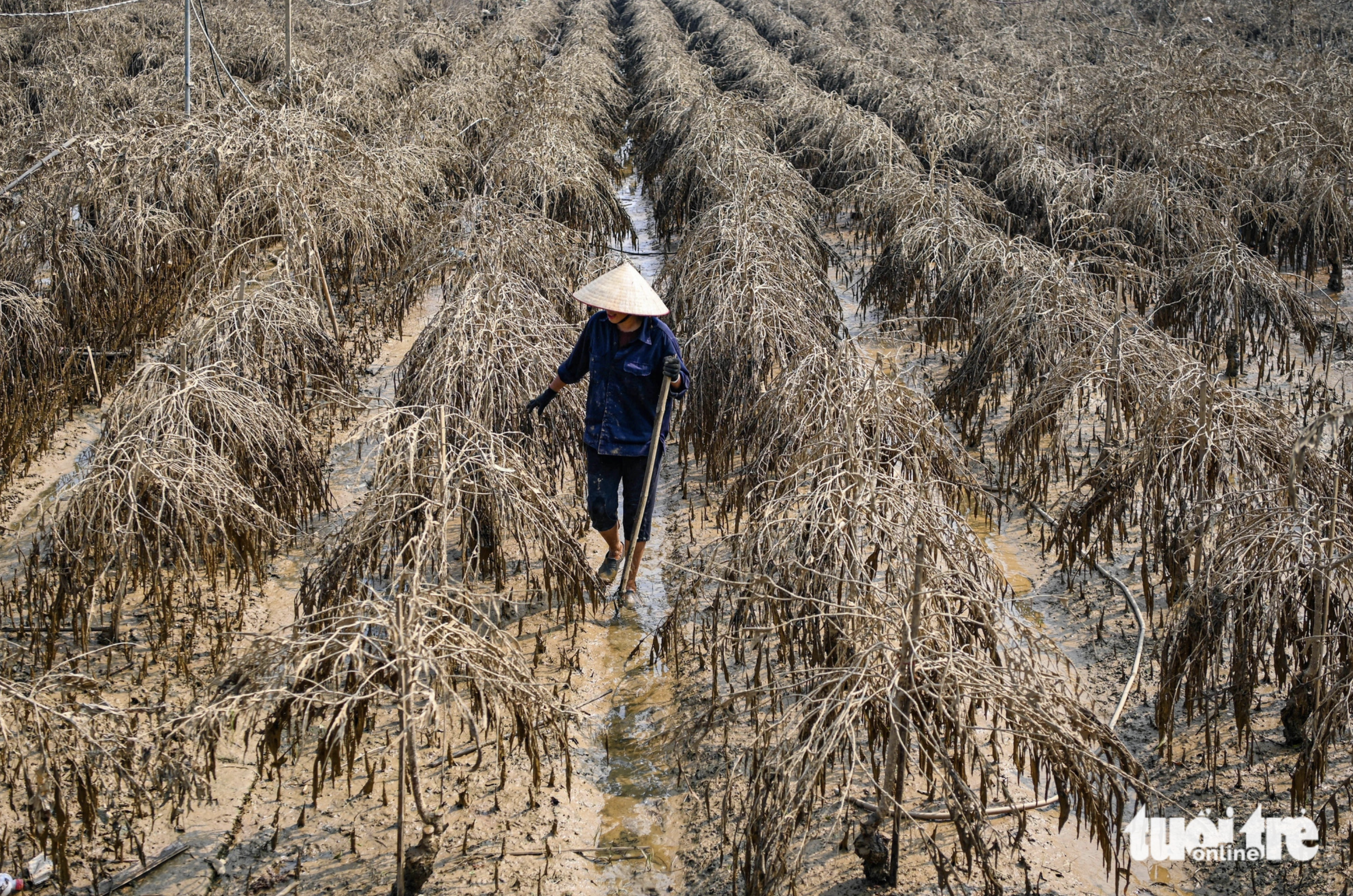 Thousands of peach blossom trees die from severe flooding and are covered by mud in Phu Thuong Village in Hanoi. Photo: Hong Quang / Tuoi Tre