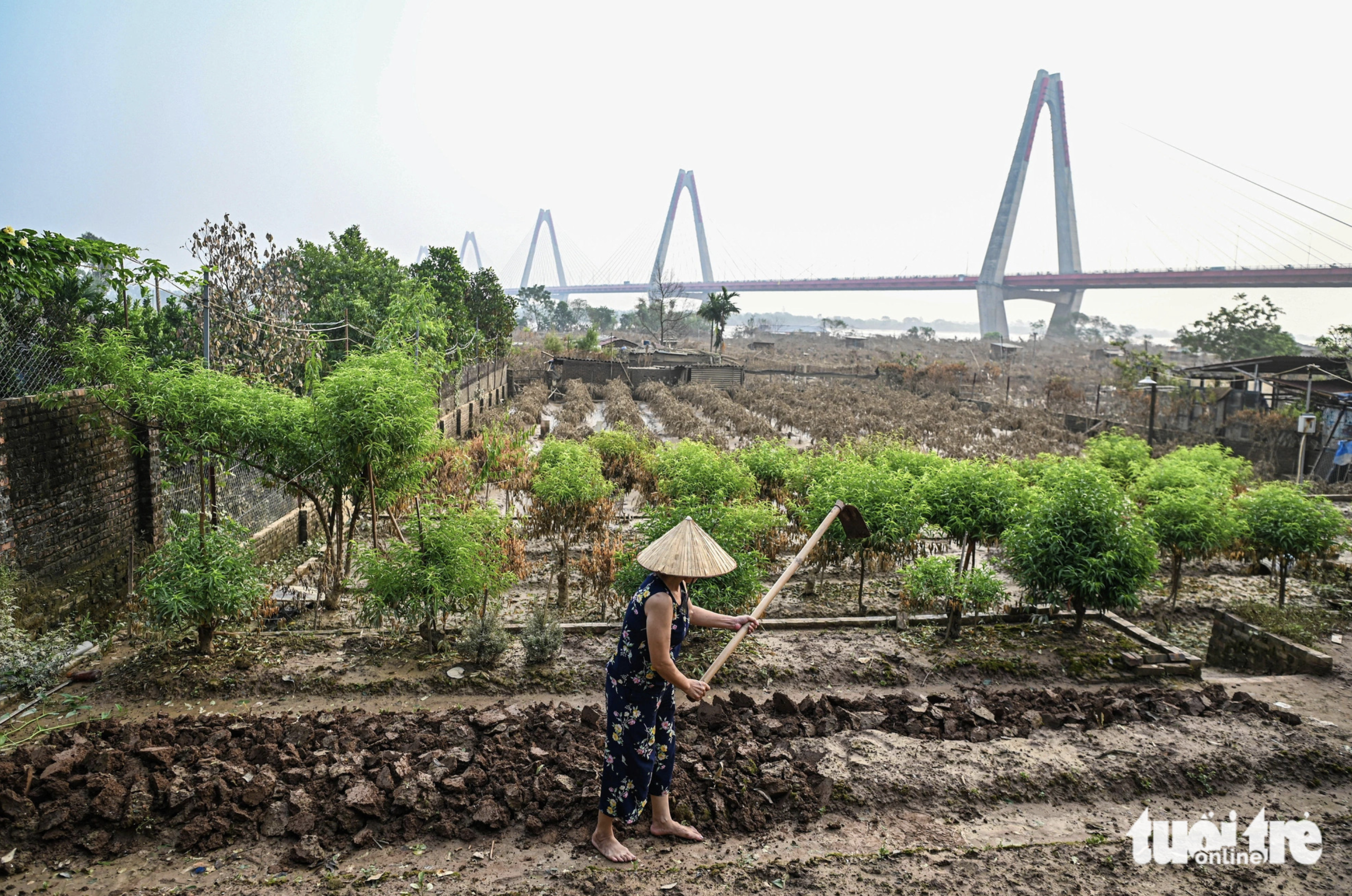 Only 20 trees remain alive at Thua’s peach blossom garden of 400 trees. Photo: Hong Quang / Tuoi Tre