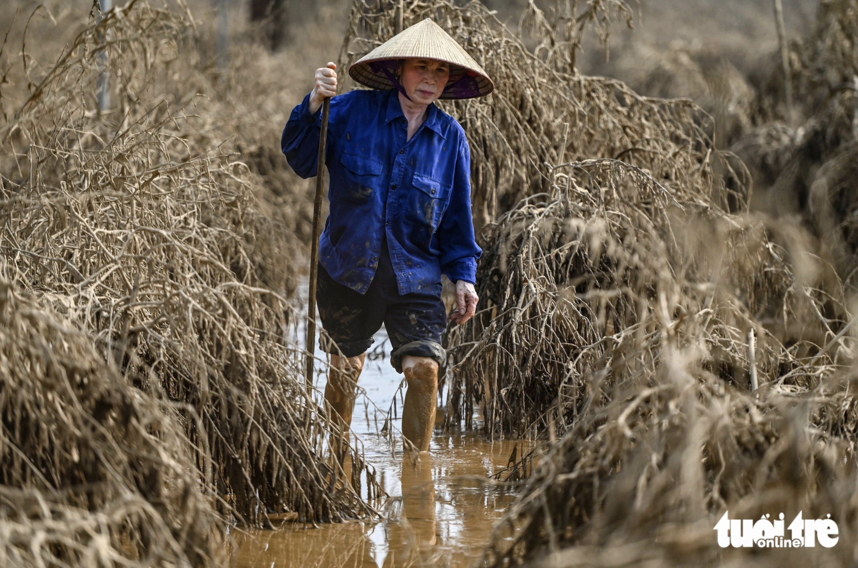 Floods ravage a garden of peach blossom trees in Hanoi. Photo: Hong Quang / Tuoi Tre