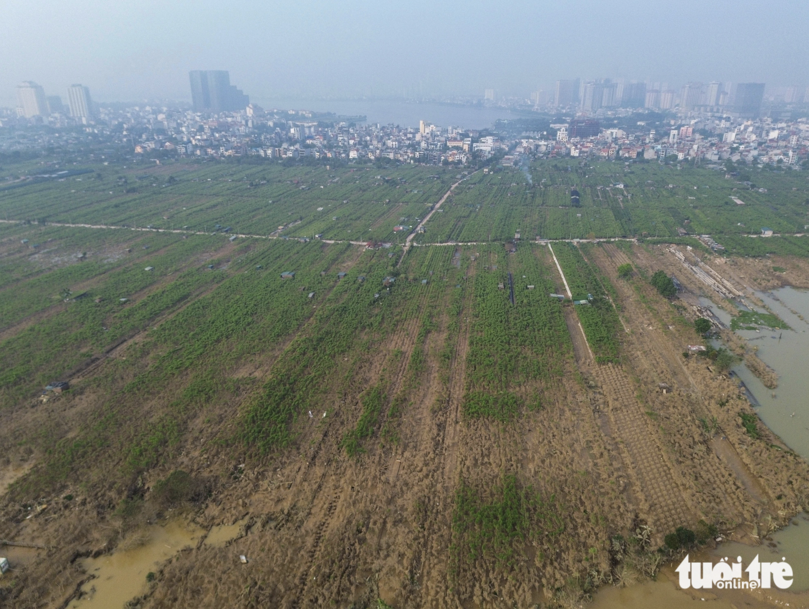 Over 50 percent of peach blossom trees in Nhat Tan Peach Blossom Village in Hanoi die. Photo: Hong Quang / Tuoi Tre