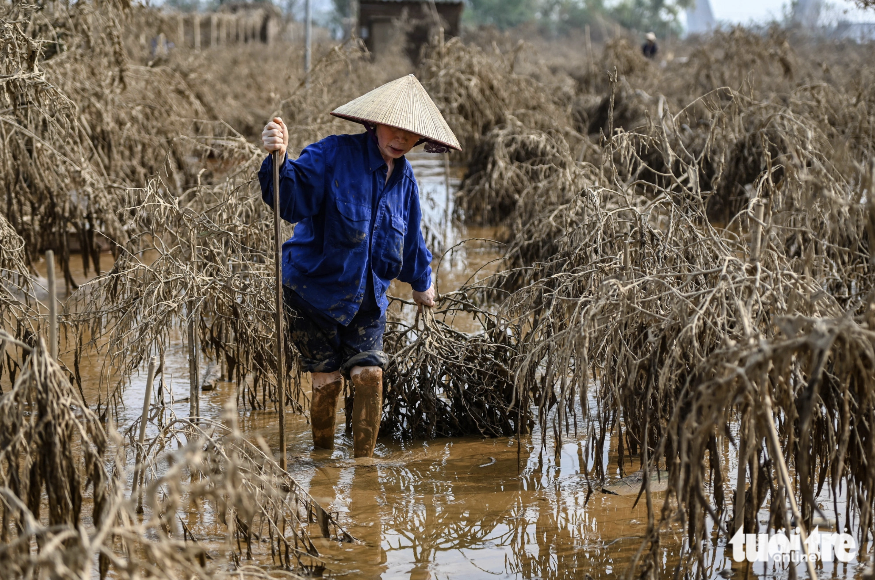 After floodwaters recede, a farmer uproots dead peach trees. Photo: Hong Quang / Tuoi Tre