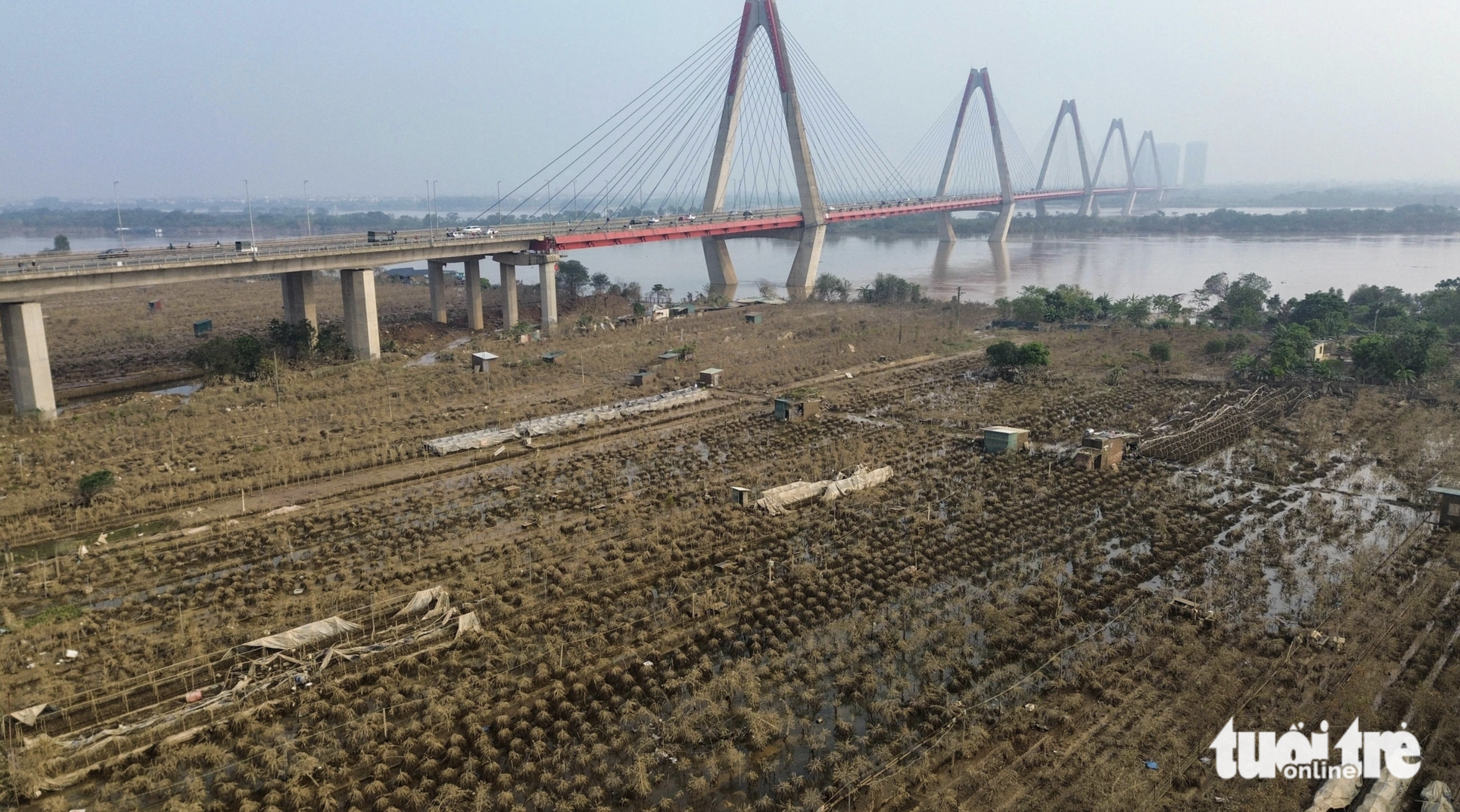 The foul smell from dead peach trees has shrouded Phu Thuong and Nhat Tan villages in Hanoi over the past few days. Photo: Hong Quang / Tuoi Tre